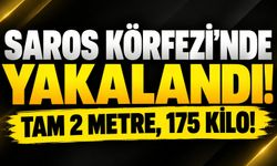 Saros Körfezi’nde yakalandı! Tam 2 metre, 175 kilo!