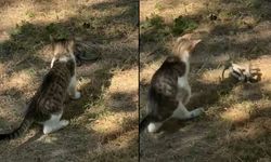 Kedi ile yılanın kavgası kamerada (Video)