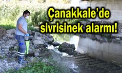 Çanakkale’de sivrisinek alarmı! Ekipler harekete geçti