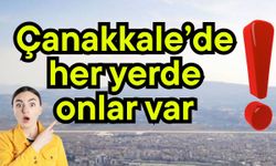 Çanakkale’de her yerde onlar var!
