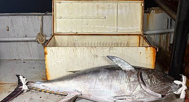 Balıkçılar Saros Körfezi'nde 175 kiloluk orkinos yakaladı