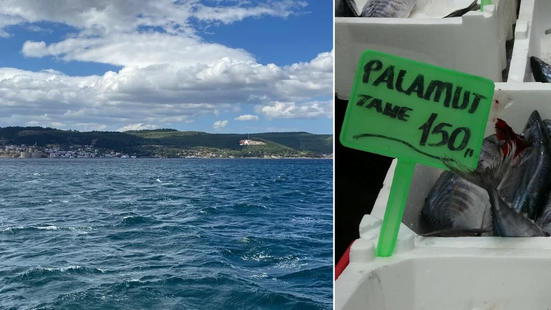Sular hızlı soğudu: Çanakkale Boğazı ve Marmara'da palamut gecikti