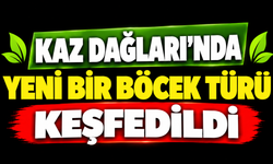 Kaz Dağları'nda yeni bir böcek türü keşfedildi