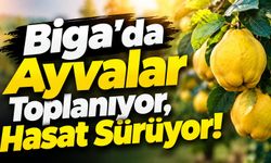 Biga’da Ayvalar Toplanıyor, Hasat Sürüyor!