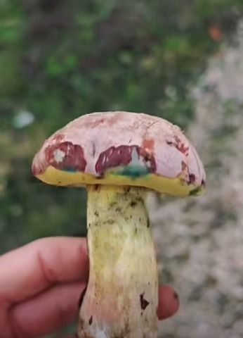 Biga’da Görenleri Şaşırttı