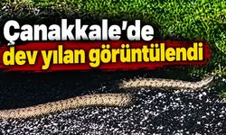 Çanakkale’de dev yılan görüntülendi