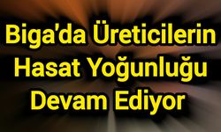 Biga'da Üreticilerin Hasat Yogunlugu Devam Ediyor