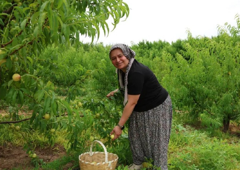 Çanakkale Kazdağları’nda yetişiyor tadına bakan bir tane daha istiyor - Resim : 2