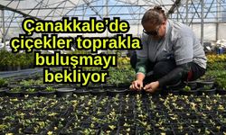 Çanakkale’de çiçekler toprakla buluşmayı bekliyor