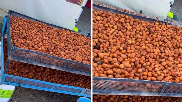 Oyuncu Burak Hakkı çiftçiliğe başladı! Çuval çuval topluyor, sipariş yağıyor