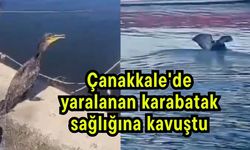 Çanakkale'de yaralanan karabatak sağlığına kavuştu (Video)