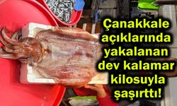 Çanakkale açıklarında dev kalamar yakalandı!