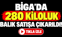 Biga’da 280 kiloluk balık satışa çıkarıldı!