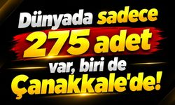 Dünyada sadece 275 adet var, biri de Çanakkale'de!