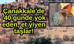 Çanakkale'de et yiyen taşlar! 40 günde yok ediyor