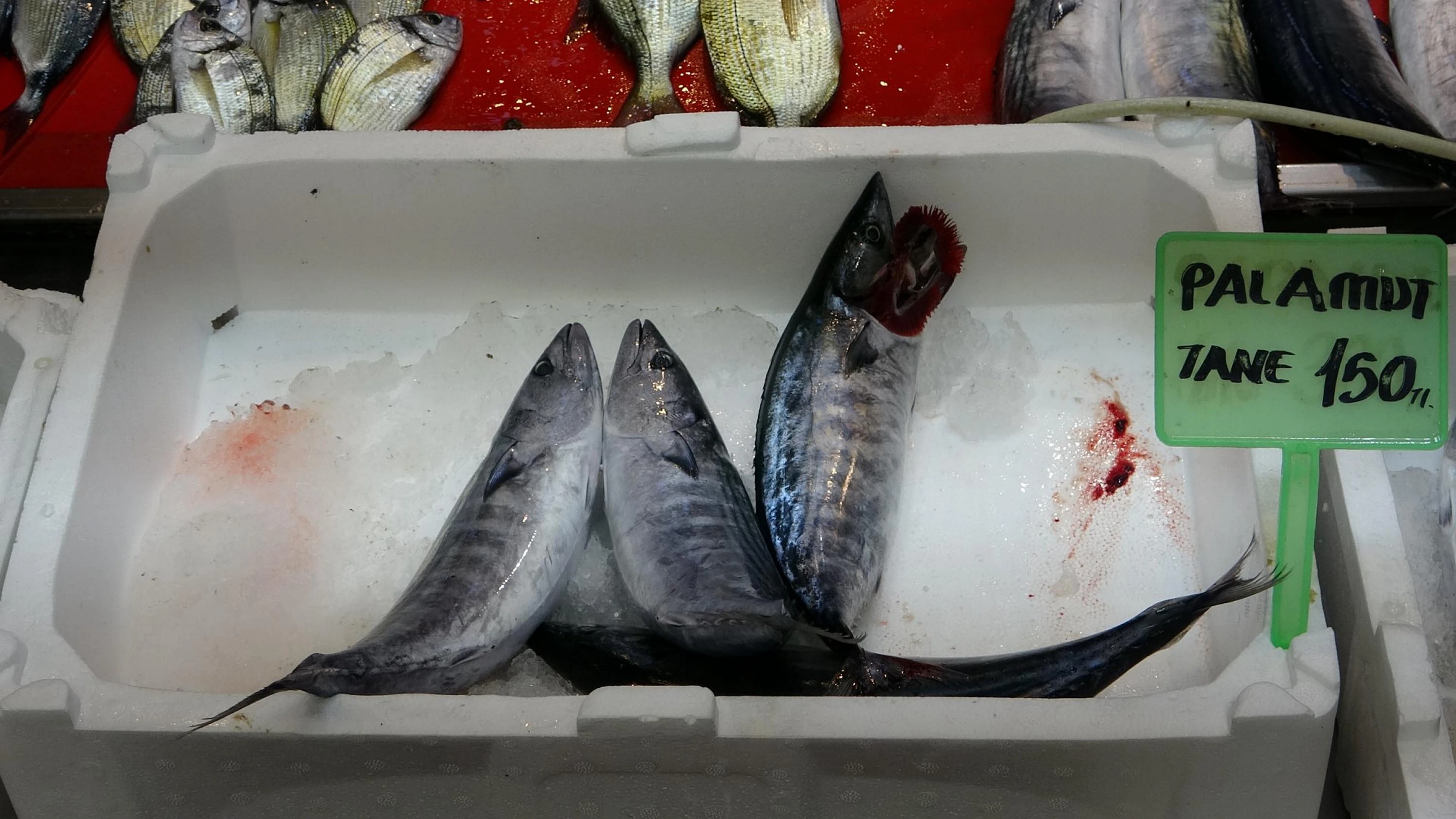 'PALAMUT MUTLAKA GELECEK'Marmara Denizi'nde hamsi avcılığının devam ettiğini belirten Karabiber, "Palamut mutlaka gelecek ama şu an hamsi avcıları Marmara'da. Biz Kuzey Ege civarında faaliyet gösteriyoruz. Buralarda sardalya avcılığı oluyor. Genel olarak beklentimizin yüzde 50'si bile değil. Avcılık oldu. Eylül ayının 20'sine kadar, palamut, sardalya, hamsi balığı ticaret değerinin çok altında alıcı buldu. Şu an kestane karası fırtınası yaşıyoruz. Bundan sonra balıklar biraz daha yağlanacak. Palamut biraz daha büyüyecek. Balıklar biraz daha yoğunlaşacak, güzel av verecek. Daha iyi olacağını umuyoruz. Bundan sonra vatandaşımız da havalar soğuk olduğu için balık yemeye başlayacak. Ticaret değerlerinin artacağını umuyoruz. Daha iyiye gideceğini umut ediyoruz" diye konuştu. 