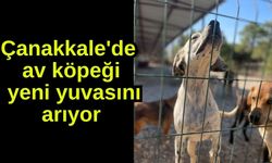 Çanakkale'de av köpeği yeni yuvasını arıyor