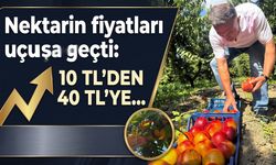 Nektarinde fiyatlar yükseldi (Video)